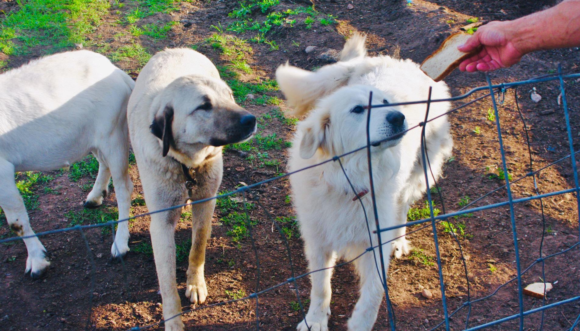 Rico and Kahn